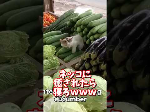 ネッコの動画で癒されたら寝ろｗｗｗ　2ch  動物  猫 癒やし ねこ動画 サムネイル