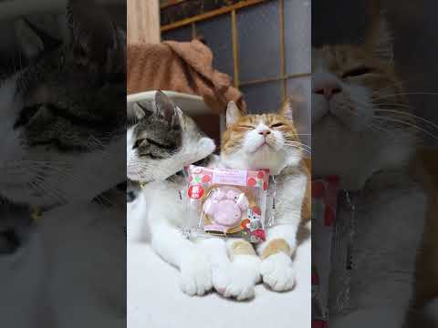 肉球タルト（いちご＆チョコ）　260221　 cat cute 猫のいる暮らし　 のせ猫　 kitten　 ねこ　 か… サムネイル