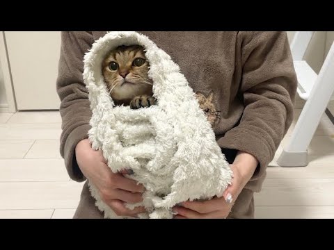 猫の爪をおくるみ状態で切ったら可愛すぎて終了した。。 サムネイル