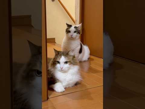 何の鳴き声？ サムネイル