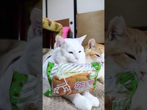 カステラクリームサンド 宇治抹茶 　260405　のせ猫　 cat　 猫のいる暮らし　 cute ねこ　 kitty… サムネイル