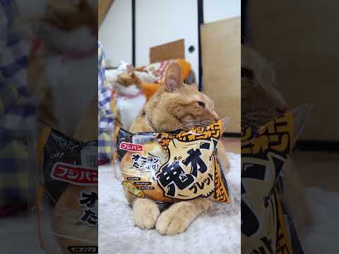 鬼オンブレッド　260424　のせ猫　 cat　 cute　 ねこ　 kitty  ぱん　　 ねこ サムネイル