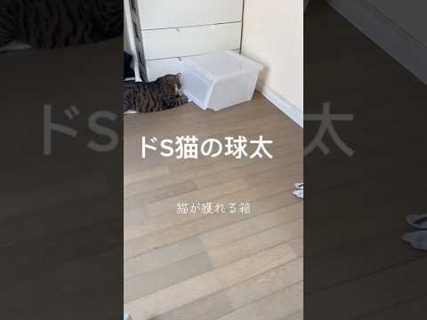 球太！猫専用じゃないよぉ〜😹 cats shorts 球太 サムネイル