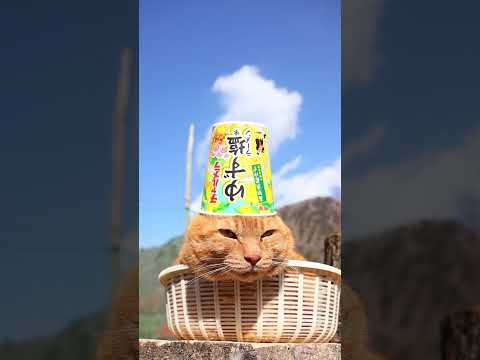 チャルメラカップ ゆず塩味ラーメン　260428　のせ猫　 cat　 チャルメラ  ねこ  ラーメン  cute　 カ… サムネイル