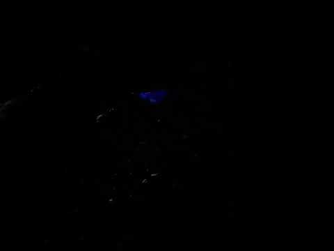 夜光虫