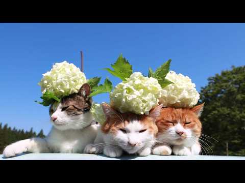 テマリカンボク　のせ猫　　260612 サムネイル