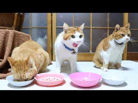ねこのお食事　260511