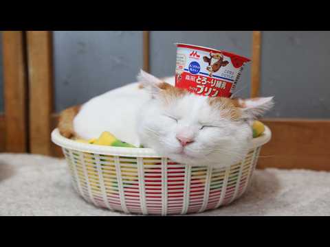 こたつのねこたちLIVE配信　　2026年3月7日 サムネイル