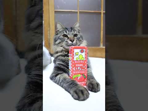 豆乳飲料 いちご　260219　のせ猫　 cat cute 猫のいる暮らし　 kitten　 ねこ　 ネコ　 cute… サムネイル