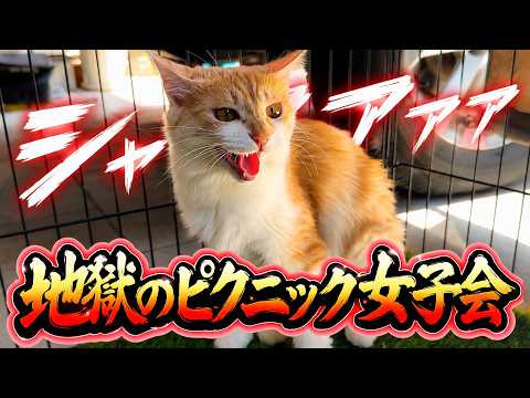 メス猫たちによる”地獄”のピクニック女子会が開催されてしまいました…。