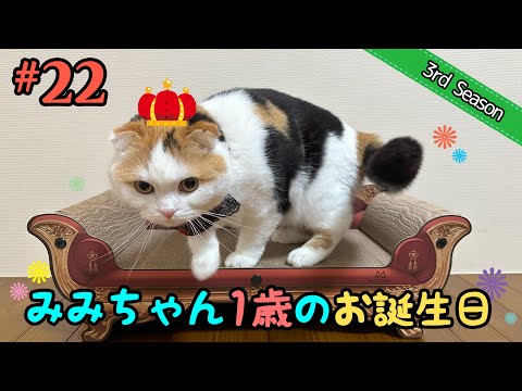 ＜3rd＞22 みみちゃん１歳の誕生日おめでとう！【短足マンチカン・スコティッシュフォールド】 サムネイル