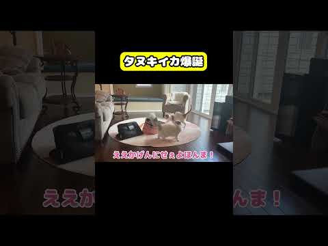 タヌキイカ爆誕　猫 おもしろ アテレコ ニャンチューバーつくし サムネイル