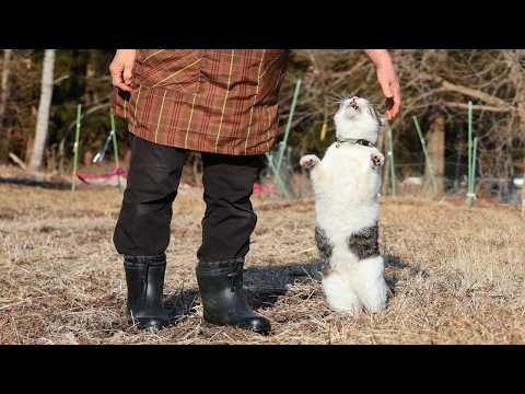 さばじろうと散歩　260421 サムネイル