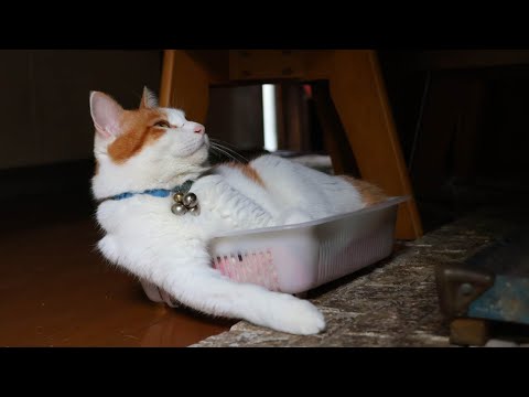 かごいりちろ　260208 サムネイル