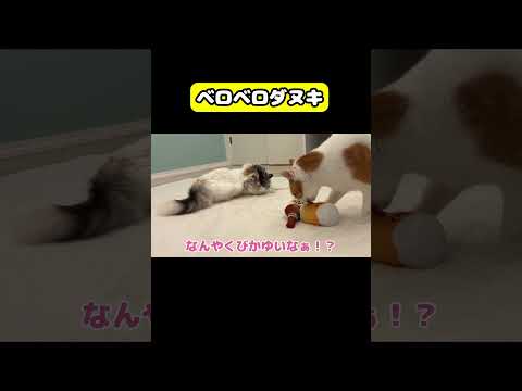ベロベロダヌキ　#猫 #おもしろ #アテレコ #ニャンチューバーつくし サムネイル