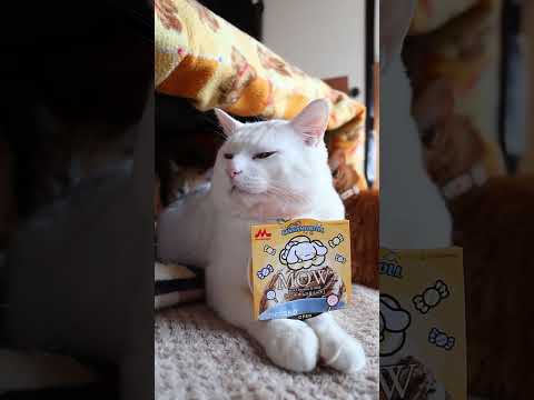 MOW(モウ) リッチチョコ＆ミルク　260320　のせ猫　 cat　 cute　 kitten　 cutecat… サムネイル