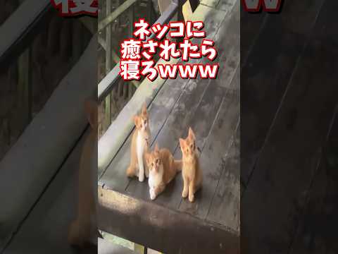 ネッコの動画で癒されたら寝ろｗｗｗ　2ch  動物  猫 癒やし ねこ動画