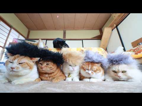 モヒカン猫　2026　260226 サムネイル