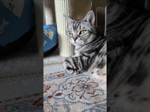 アメショーのラッテ アメショ アメリカンショートヘア 猫と暮らす家猫との暮らし猫 サムネイル