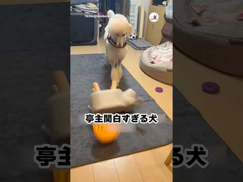 激しすぎるおかわり要求｜PECO