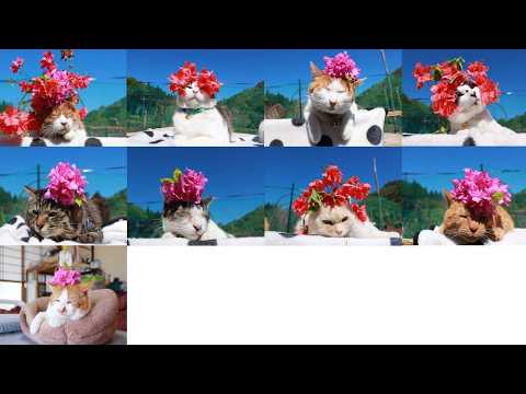 躑躅の花　のせ猫　260523 サムネイル
