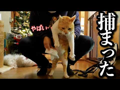 【母不在】猫の散歩を“ど素人の父さん”に任せた結果… サムネイル