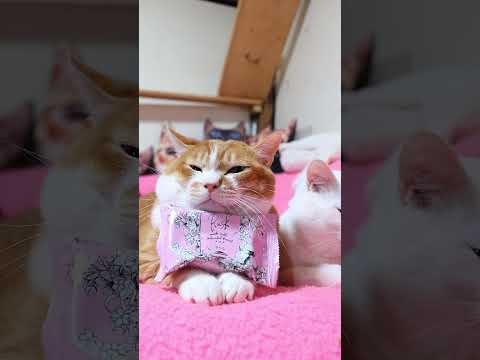 春のさくらラスク　260312　のせ猫　 cat　 cute　 ネコ　 ねこ　 猫のいる暮らし　 猫　 cutecat… サムネイル