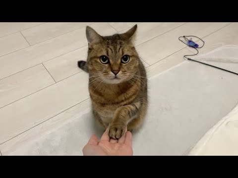 あけましておめでとう。 サムネイル