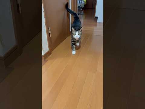 めっちゃついて行かなアカンやん