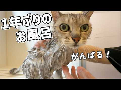 春の2番目のシャンプーはマロちゃん！ サムネイル