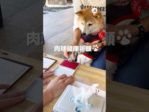 肉球祈願｜PECO サムネイル