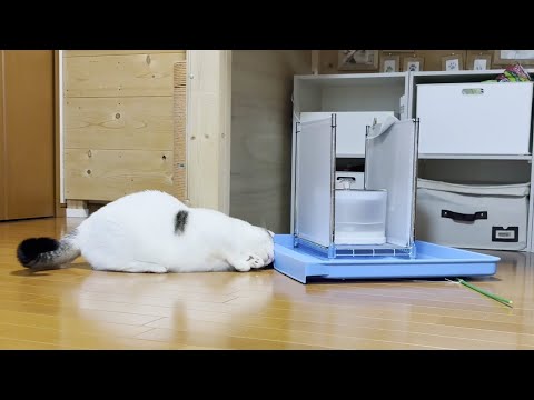 一人遊びに集中したいから話しかけないでほしい猫 サムネイル