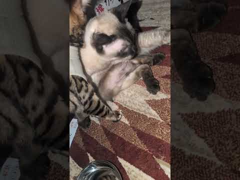 2月11日避妊手術翌日shorts funny cat猫ベンガルbhojpuri siamese サムネイル