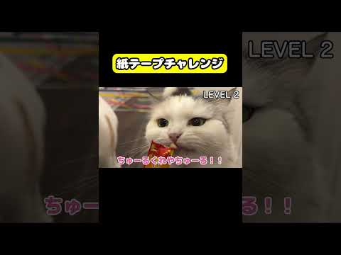 紙テープチャレンジ　猫 おもしろ アテレコ ニャンチューバーつくし サムネイル