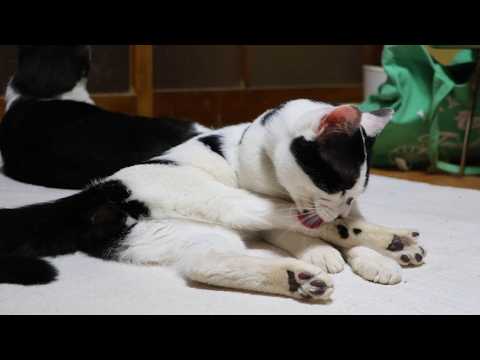 チビ毛づくろい　260424 サムネイル