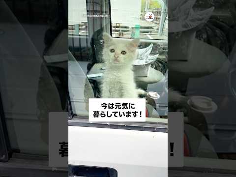 仕事現場で子猫と出会った…｜PECO サムネイル