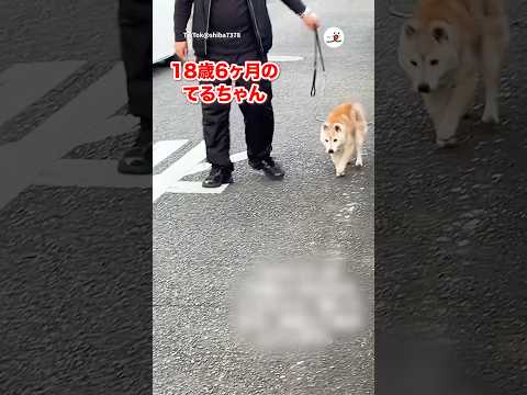 嬉しそうに散歩するシニアわんこ｜PECO サムネイル