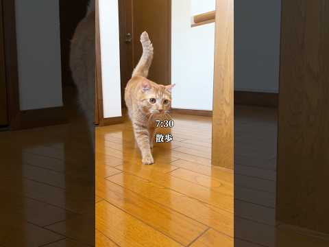 世界一可愛い猫の1日があまりにも尊い　cat 子ネコ ネコ 保護猫 HHOLOVE OSitter 7sgood 自動… サムネイル