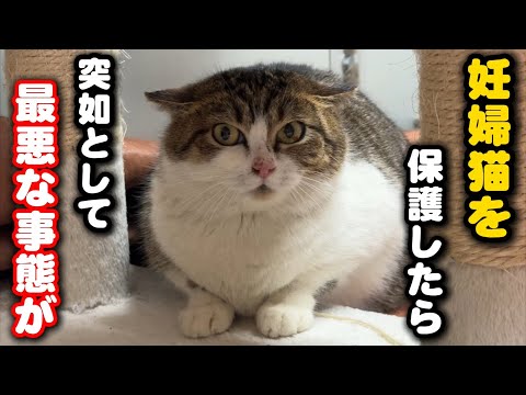 このタイミングで…妊婦猫部屋で最悪な事態が サムネイル