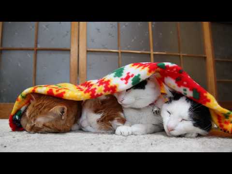 こたつのねこたちLIVE配信　　2026年4月3日 サムネイル