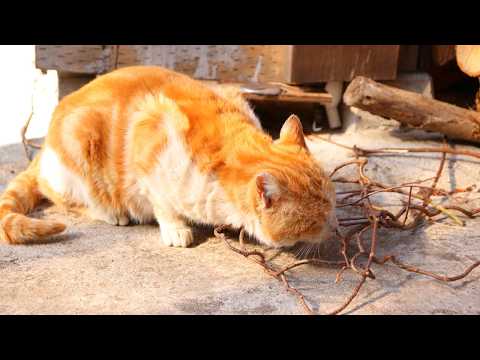 うずまきLIVE配信？　放置？　　2026年3月1日 サムネイル