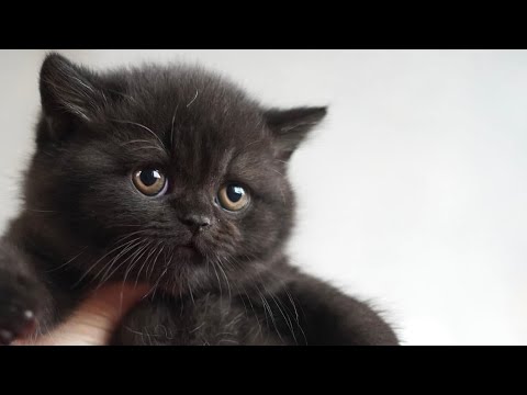 【祝】くまじろう1歳のお誕生日！記念ライブ配信① サムネイル