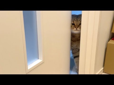 ドアの隙間を顔面でこじ開ける猫がまたしても現れた… サムネイル