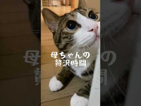 幸せな時間 cats shorts 球太 サムネイル