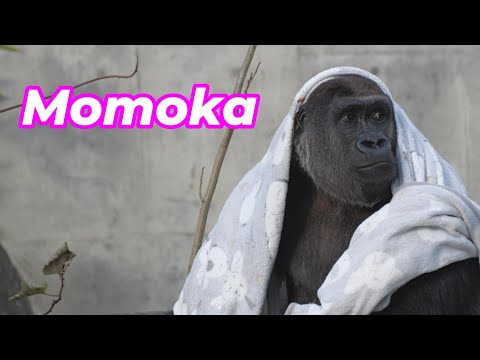 毛布のモモカ、日本人は、毛布一枚で騙されてしまう。安上がりに・・・　千葉市動物公園　ゴリラ　202512 サムネイル