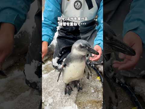 【ケープペンギン】雪の日のまろん🐧【サンシャイン水族館】shorts 水族館 サムネイル
