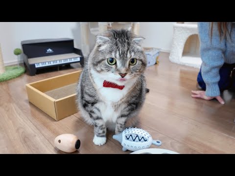 猫は狩りよりタダ飯が好きってほんと？知育トイで検証した結果🤣🤣🤣