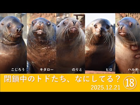 閉鎖中のトドたち、なにしてる？⑱ サムネイル
