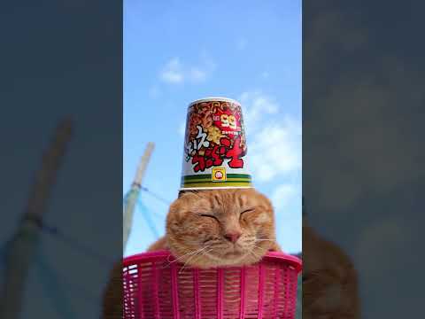 天ぷらそば　260525　 cat のせ猫 kitty　 天ぷらそば ネコ cute　 ねこ kitten ちゃとらね… サムネイル