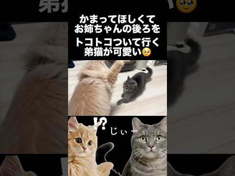 かまってほしくて、トコトコついて行く猫が可愛いwshorts 猫 かわいい サムネイル
